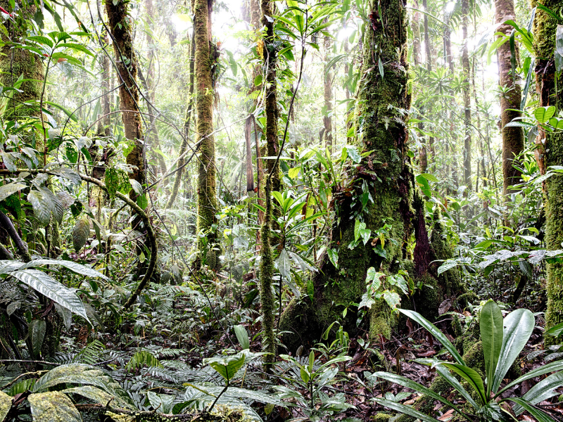 Photo of a rain forest