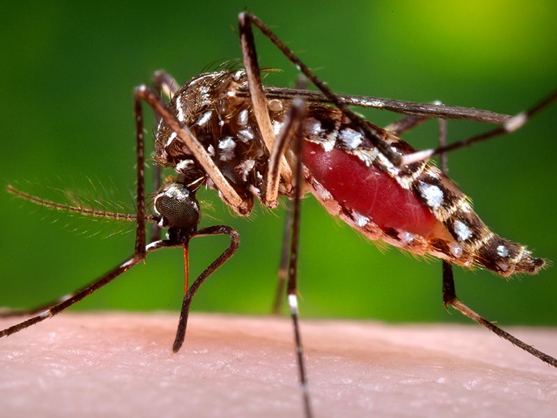 Aedes Aegypti mosquito, photo by Jim Gathany, courtesy of the Centers for Disease Control. 