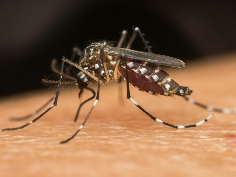 Aedes aegypti mosquito