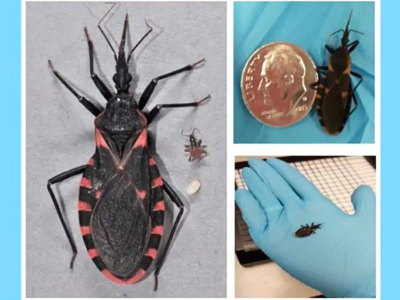 A kissing bug shown from various angles and scales