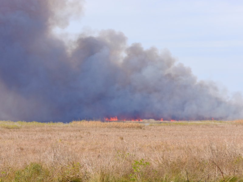 Flames in a wildfire in the Bayou near Sulphur, Louisiana