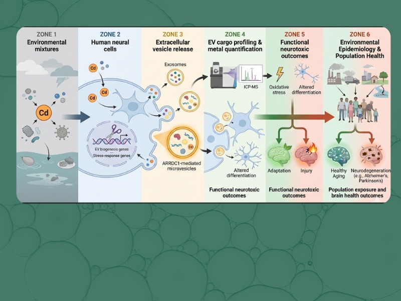 Graphic showing six zones of environmental and neural health impact research.