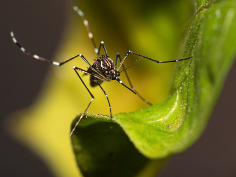 Mosquito squaring up on a leaf