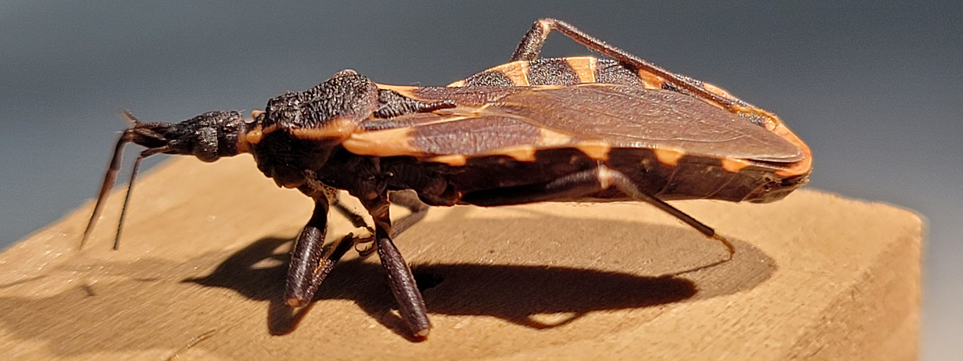 Chagas vector, kissing bug, detail of mosquito body