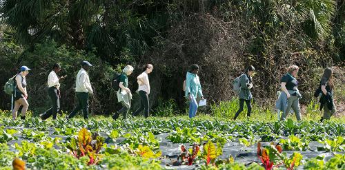 Public Health Discovery Program | Tulane University School of Public Health and Tropical Mediicne group of students walking behind a crop at Grow Dat Youth Farm in New Orleans