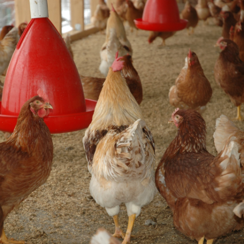 What is Public Health? | Celia Scott Weatherhead School of Public Health and Tropical Medicine Chickens free range feeding