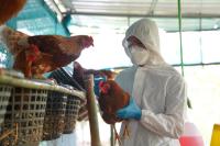 Testing chickens for disease