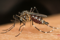 Aedes aegypti mosquito resting on human flesh