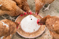 Chickens free range feeding