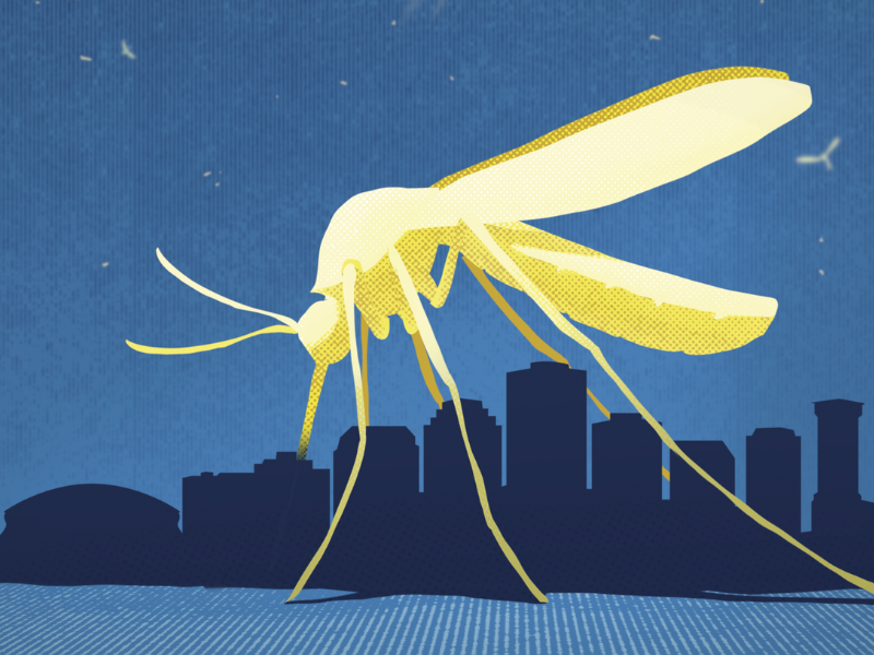 Mosquito over New Orleans
