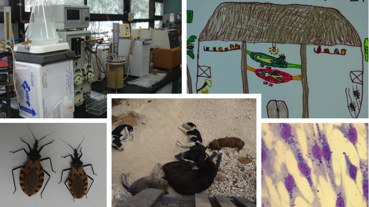 Chagas disease research