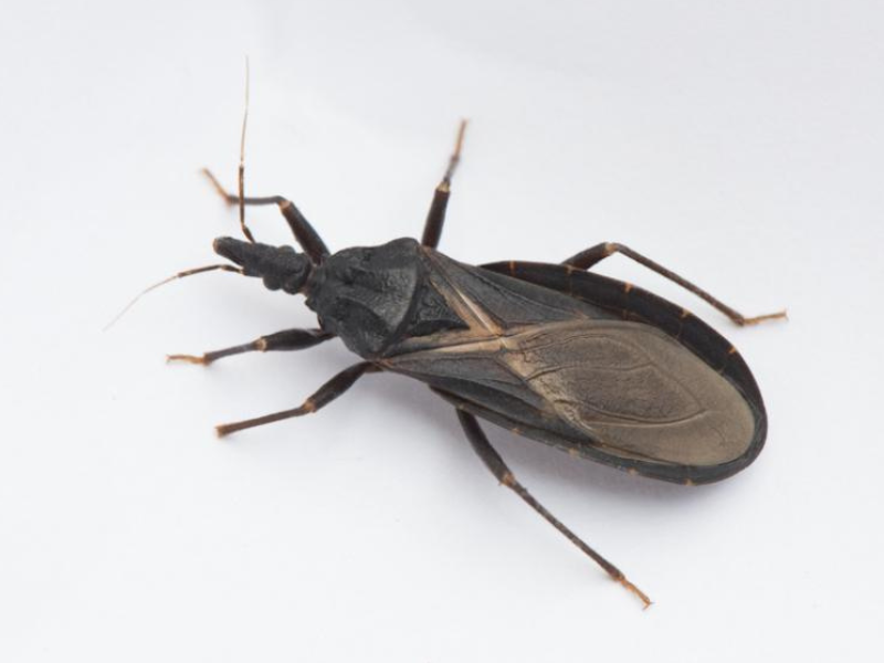 Kissing bug