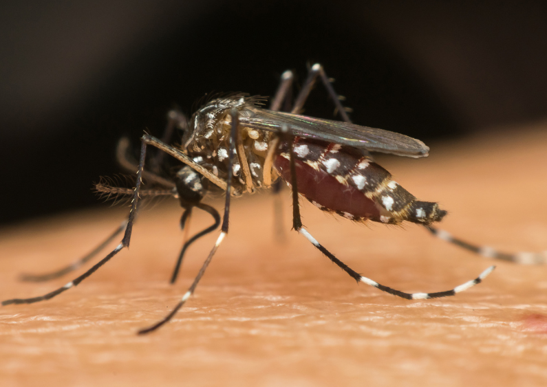 Aedes aegypti mosquito