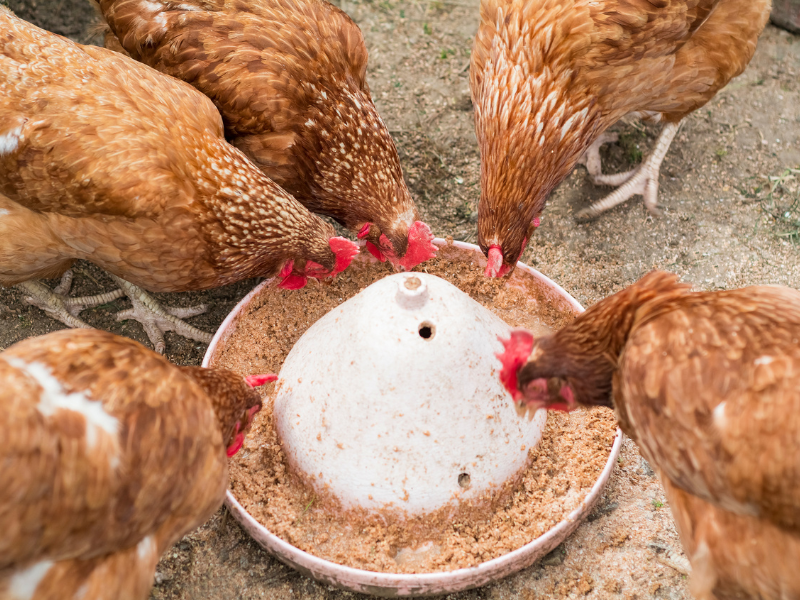 Chickens feeding