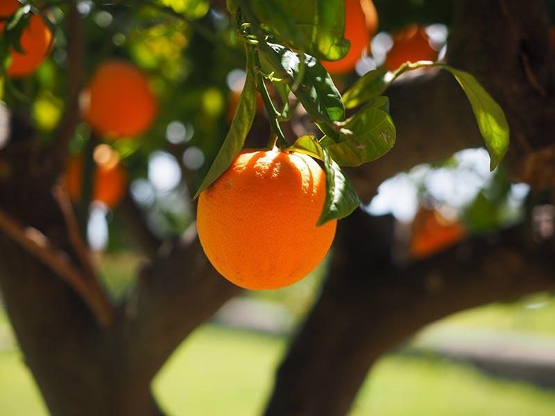 Close up photo of satsuma on a satsuma tree