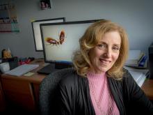 Felicia Rabito, associate professor of epidemiology at computer image of bugs 