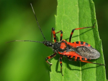 Image of a kissing bug, carrier of Chagas bacteria