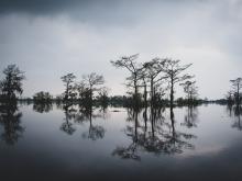 Photo of Wetlands in South Louisiana 